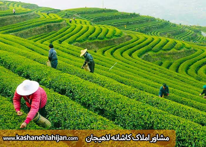 زندگی در لاهیجان