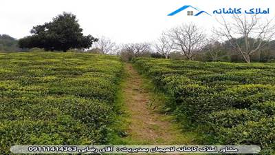 شیخانبر یک روستای دل‌انگیز در استان گیلان است، واقع در فاصله 3 کیلومتری از شهر لاهیجان و 49 کیلومتری از شهر رشت، پایتخت استان. این روستا زیبا و سرسبز، با آب و هوای خوشی برخوردار است.