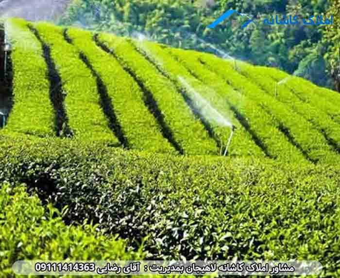 باغ چای در لاهیجان