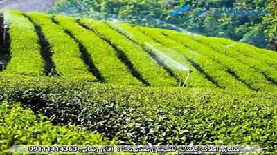 باغ چای در لاهیجان