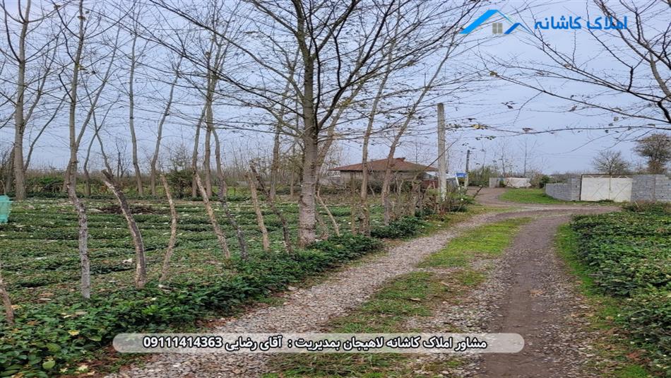 خرید ملک لاهیجان - زمین 500 متری در روستای تجن گوکه آستانه اشرفیه