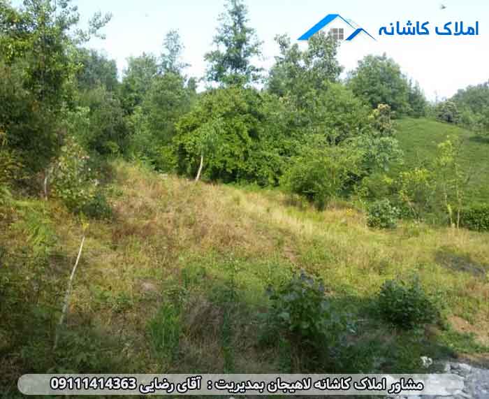 زمین 648 در روستای چلک لاهیجان با کاربری مسکونی