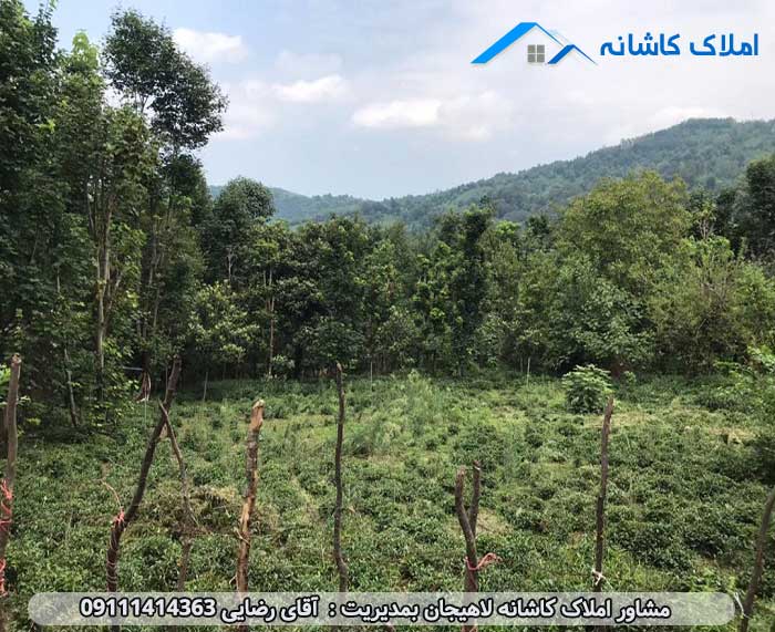 خرید ملک لاهیجان - فروش زمین 537 متری در لنگرود